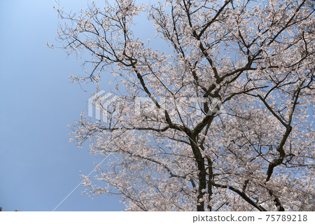 Yoshino cherry tree and blue sky Yoshino cherry tree and blue sky 75789218