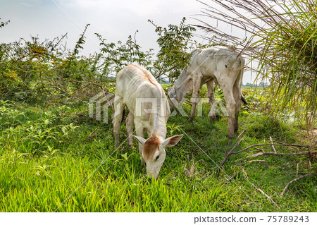 Asian cow in Cambodia Asian cow in Cambodia 75789243