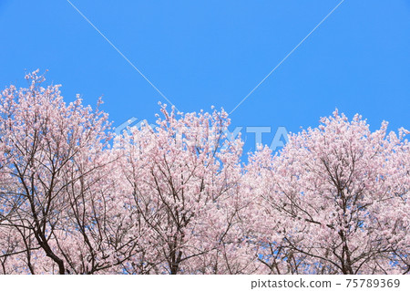 盛開的藍藍的天空背景下的Edohigan櫻桃樹 75789369