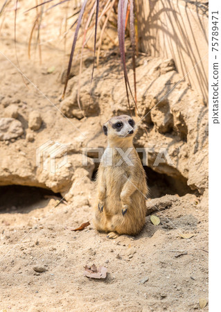 Cute close up surikat 75789471