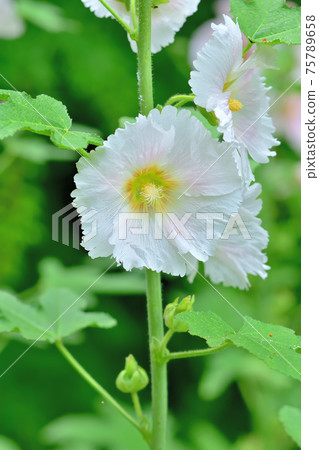 初夏盛開的花朵，蜀葵 75789658