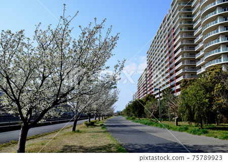 Riverside Mansion near Shin-Urayasu Station Cherry blossom trees Riverside Mansion near Shin-Urayasu Station Cherry blossom trees 75789923