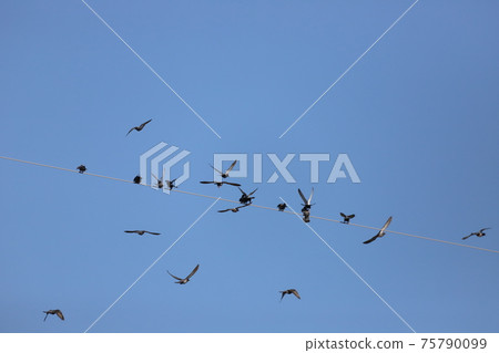 Pigeons gathered on the electric wire Pigeons gathered on the electric wire 75790099