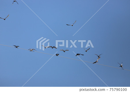 Pigeons gathered on the electric wire Pigeons gathered on the electric wire 75790100