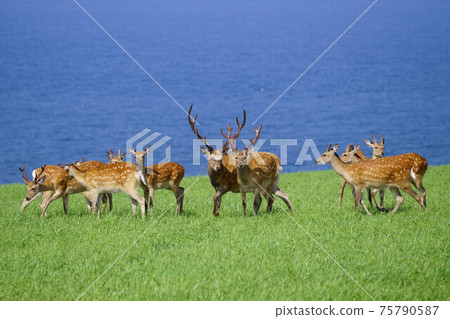 Sea and sika deer 75790587