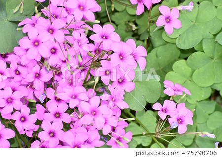 Photographs of multiple pink flowers of pink-sorrel in the fresh green season 75790706