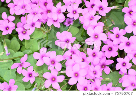 鮮綠色季節中的粉紅色multiple漿草的多個粉紅色花朵的照片 75790707