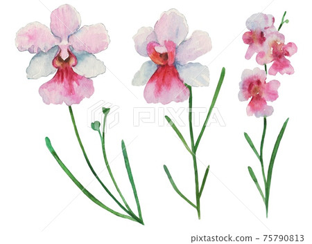 Set of watercolor painted orchid Vanda miss Joaquim, national Singapore flower, isolated on white background. 75790813
