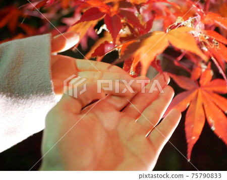 A couple holding hands on the autumn leaves A couple holding hands on the autumn leaves 75790833