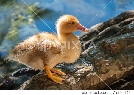 Cute little ducklings standing in a lake coast 75791145