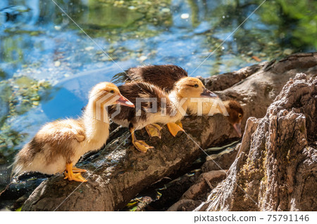 Cute little ducklings standing in a lake coast 75791146