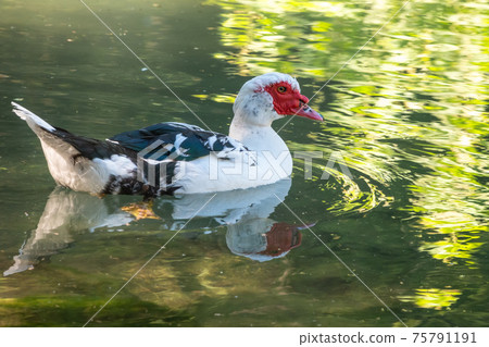 White and black duck with red head, The Muscovy duck, swims in the pond White and black duck with red head, The Muscovy duck, swims in the pond 75791191