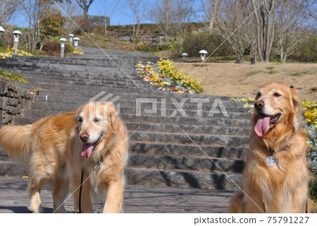 Dog in front of spring flowerbed Dog in front of spring flowerbed 75791227