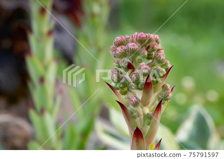 Blooming evergreen groundcover plant Sempervivum known as Houseleek in rockery Blooming evergreen groundcover plant Sempervivum known as Houseleek in rockery 75791597