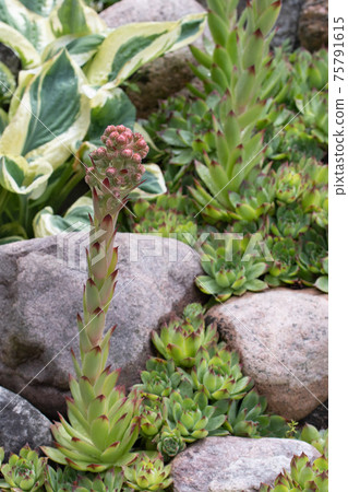 Blooming evergreen groundcover plant Sempervivum known as Houseleek in rockery, vertical image Blooming evergreen groundcover plant Sempervivum known as Houseleek in rockery, vertical image 75791615
