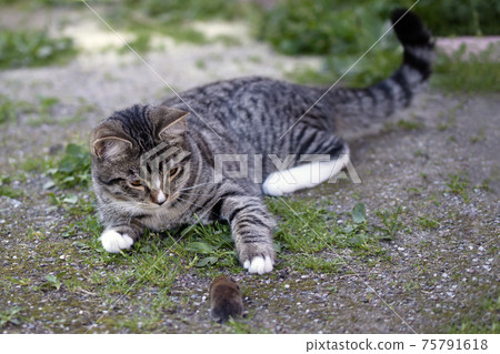 Gray striped young cat lies in the yard with a caught mouse 75791618