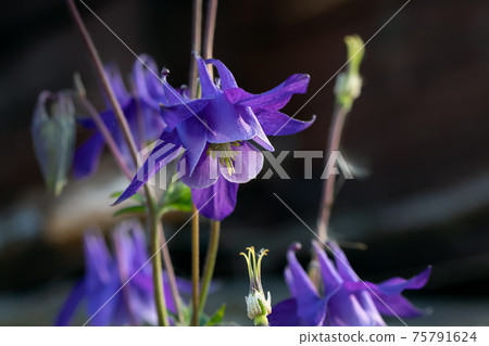 Perennial herb Aquilegia vulgaris with blue flowers on a dark blurred background 75791624