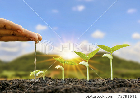 Planting plants on fertile soil and watering the plants including displaying the growth stages of plants. Farming ideas. 75791681