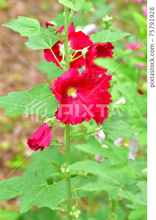 Flower that blooms in early summer, hollyhock 75791928