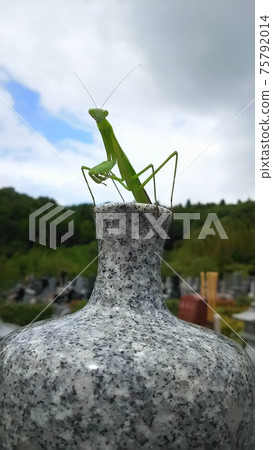 螳螂在石頭上 75792014