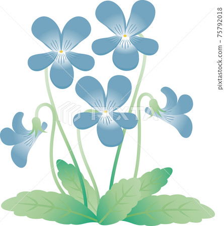 Violet violet spring flower illustration material 75792018