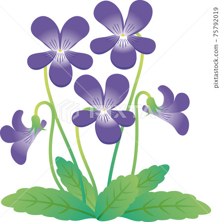 Violet violet spring flower illustration material Violet violet spring flower illustration material 75792019