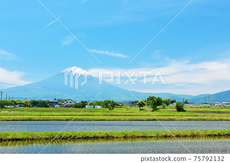 靜岡縣初夏的藍天和稻田風光和富士山 75792132