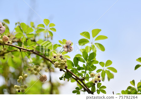 Refreshing akebi flower 75792264