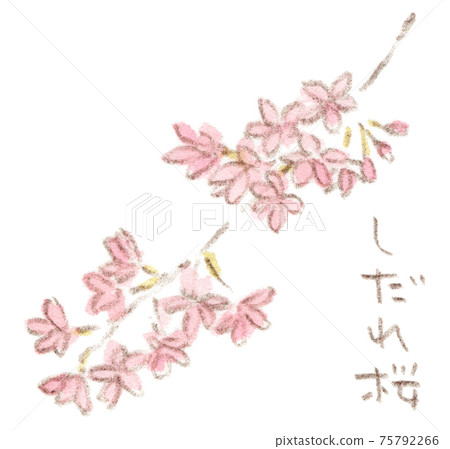 春天的花朵：垂枝櫻花的水彩插圖 75792266