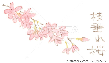 春天的花朵：垂枝櫻花的水彩插圖 75792267