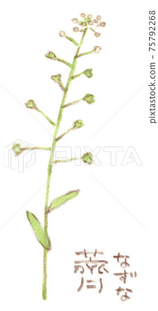 春天的花朵:牧羊人的錢包的水彩插圖 春天的花朵:牧羊人的錢包的水彩插圖 75792268
