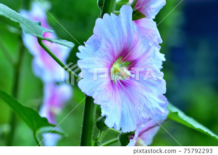 初夏盛開的花朵,蜀葵 初夏盛開的花朵,蜀葵 75792293