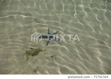 Starfish lurking in the water 75792304