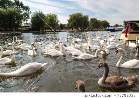 Swans in the river in Stratford-upon-Avon 75792355