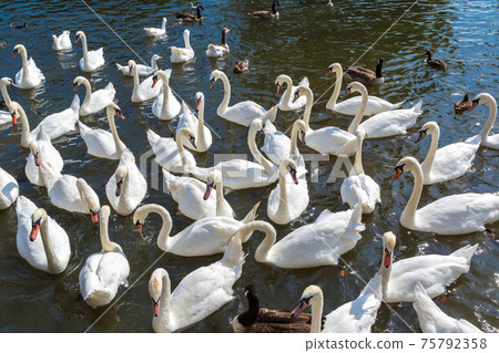 Swans in the river in Stratford-upon-Avon 75792358