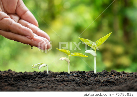 Small plants grow on fertile soil and water the plants as well as displaying the growing stages of the plants. Small plants grow on fertile soil and water the plants as well as displaying the growing stages of the plants. 75793032