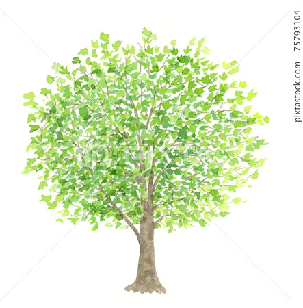 梧桐樹大樹水彩插圖 梧桐樹大樹水彩插圖 75793104