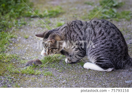 Gray striped young cat catches a mouse in the yard Gray striped young cat catches a mouse in the yard 75793158