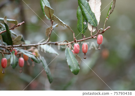 Fruit of Elaeagnus pungens (Naeshiro 茱萸) Fruit of Elaeagnus pungens (Naeshiro 茱萸) 75793438