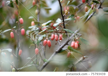 Fruit of Elaeagnus pungens (Naeshiro 茱萸) 75793439
