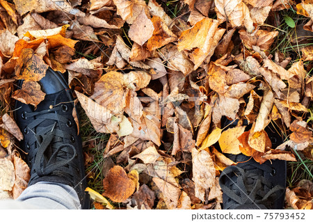 Black shoes among yellow autumn leaves closeup Black shoes among yellow autumn leaves closeup 75793452