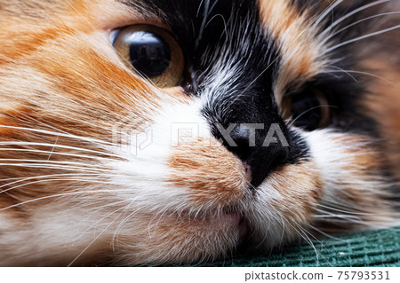 Face of angry tricolor cat, closeup portrait Face of angry tricolor cat, closeup portrait 75793531