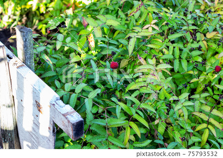Bush with red raspberries and green leaves Bush with red raspberries and green leaves 75793532