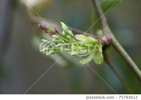 豆芽（生子） 75793612