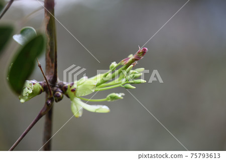 Sprout of Mube (Ikuko) Sprout of Mube (Ikuko) 75793613