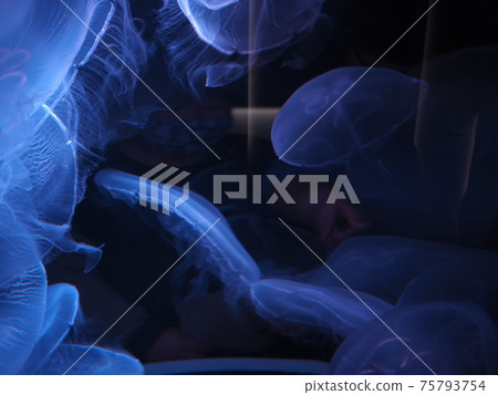 漂浮在海床上的神奇水母 漂浮在海床上的神奇水母 75793754