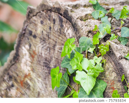 Tatsunoha entwined with abandoned logs 75793834