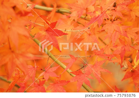 給了美麗的秋葉的Momiji 75793876