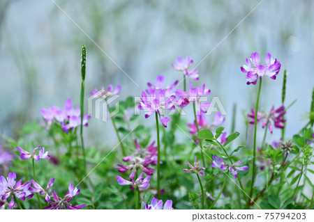 Waterside Astragalus Waterside Astragalus 75794203
