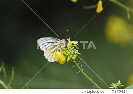 Pieris melete (muscle black and white butterfly) and rape blossoms Pieris melete (muscle black and white butterfly) and rape blossoms 75794344